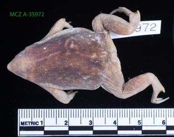 Media type: image;   Herpetology A-35972 Description: Specimen photo;  Aspect: whole body dorsal